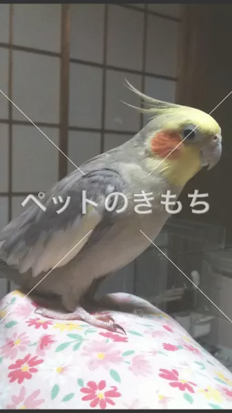 迷子鳥の画像