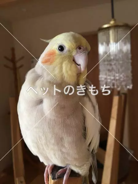 迷子鳥の画像