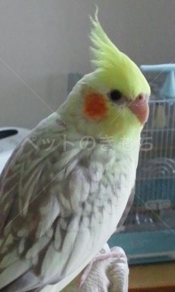 迷子鳥の画像