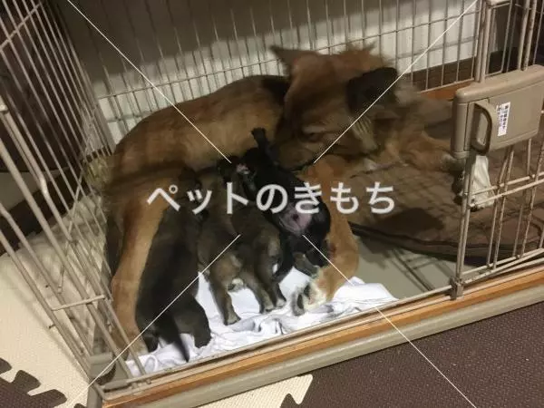 コメント投稿の画像