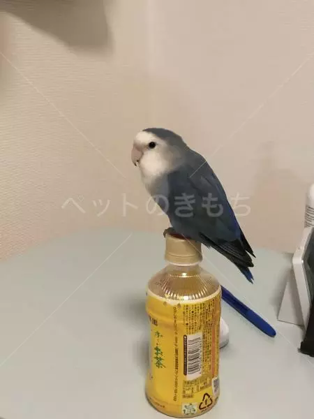 迷子鳥の画像