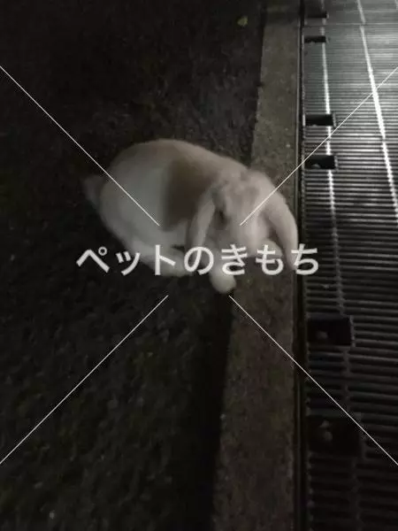 保護ペットの画像