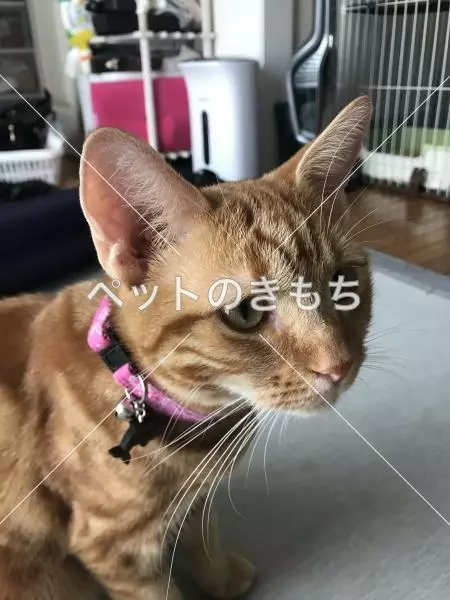 迷子猫の画像