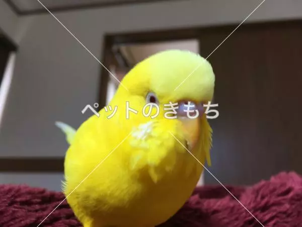 迷子鳥の画像