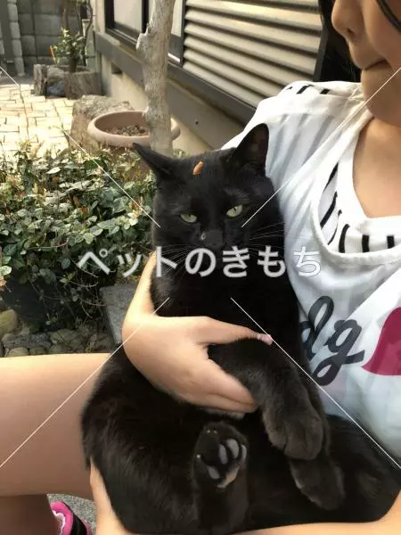 迷子猫の画像