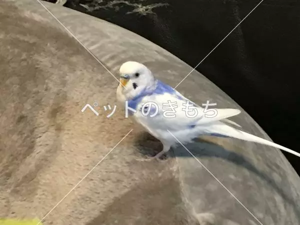 迷子鳥の画像
