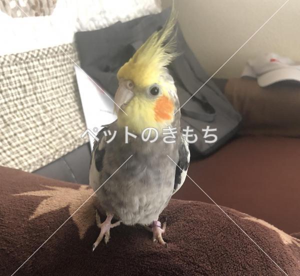 迷子鳥の画像