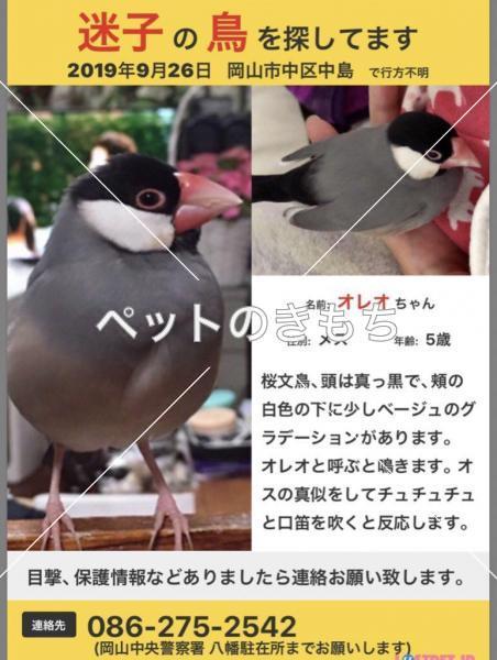 迷い鳥の写真