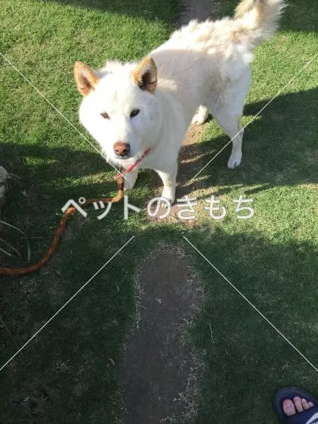 迷子犬の画像