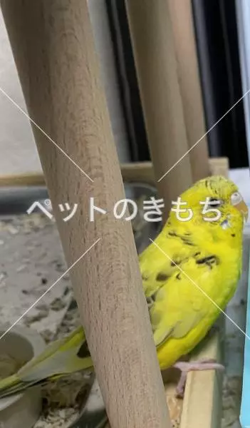 迷子鳥の画像