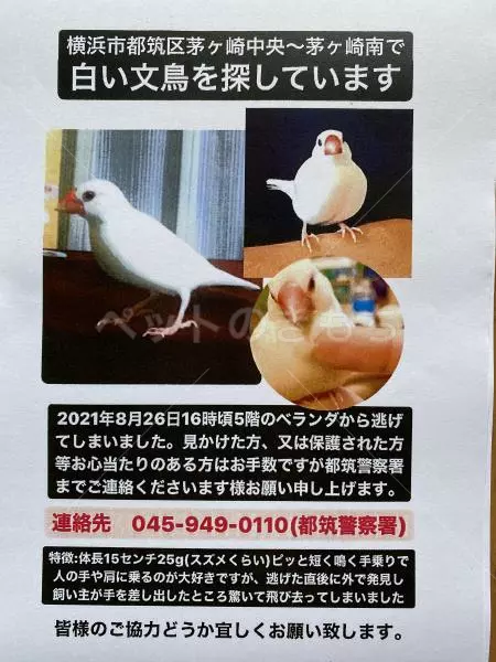 迷子鳥の画像