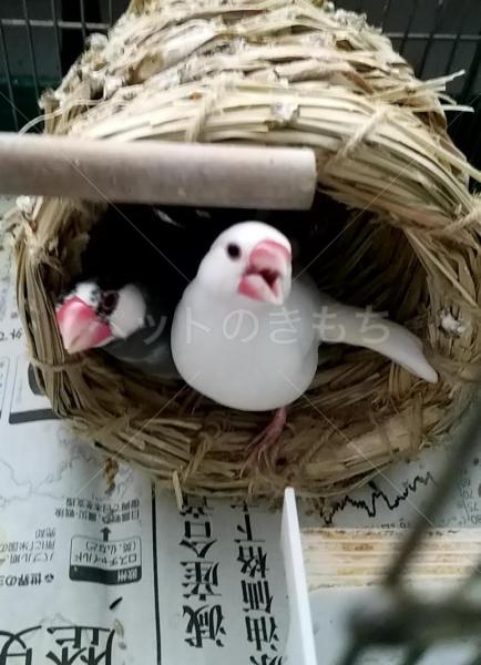 迷子鳥の画像