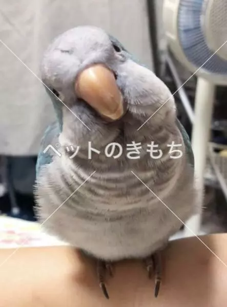 迷子鳥の画像