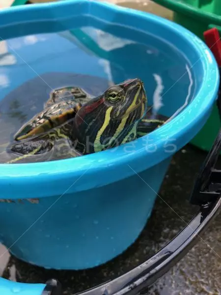 迷子ペットの画像