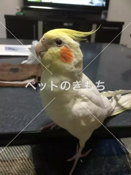 迷子鳥の画像