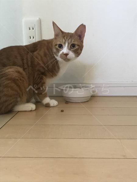 迷子猫の写真