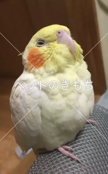 迷子鳥の画像