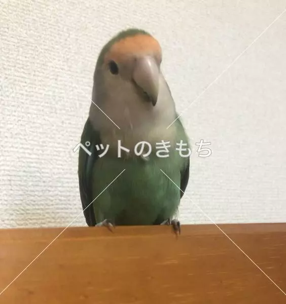 迷子鳥の画像