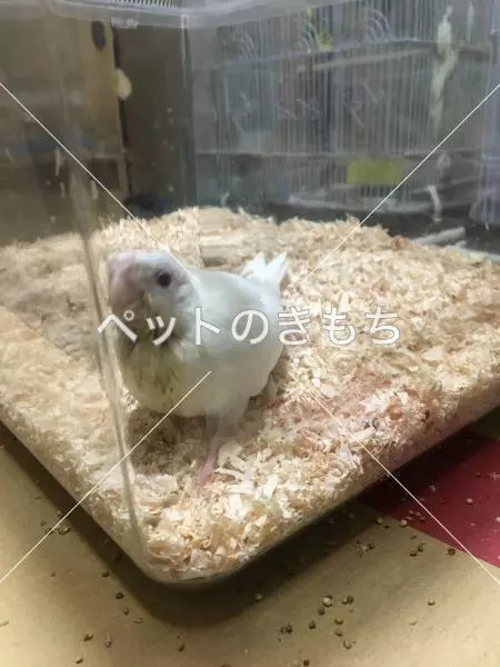迷子鳥の画像