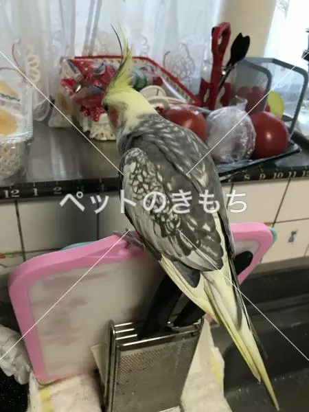 迷子鳥の画像