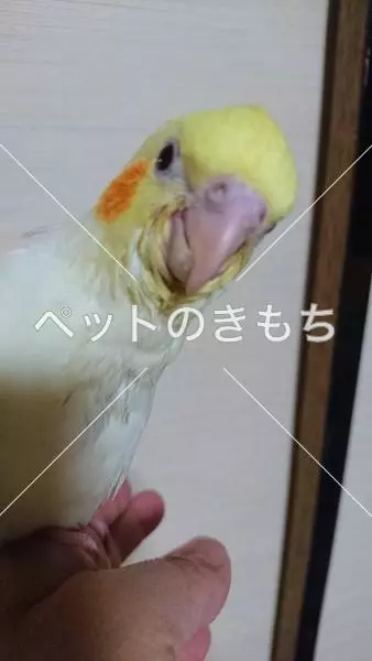 迷子鳥の画像