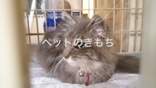 保護猫の写真
