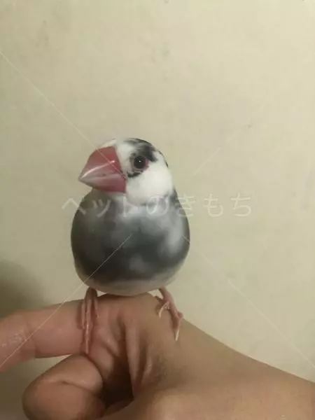 迷子鳥の画像