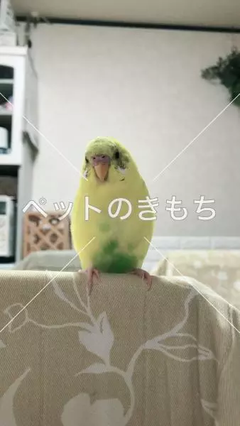 迷子鳥の画像