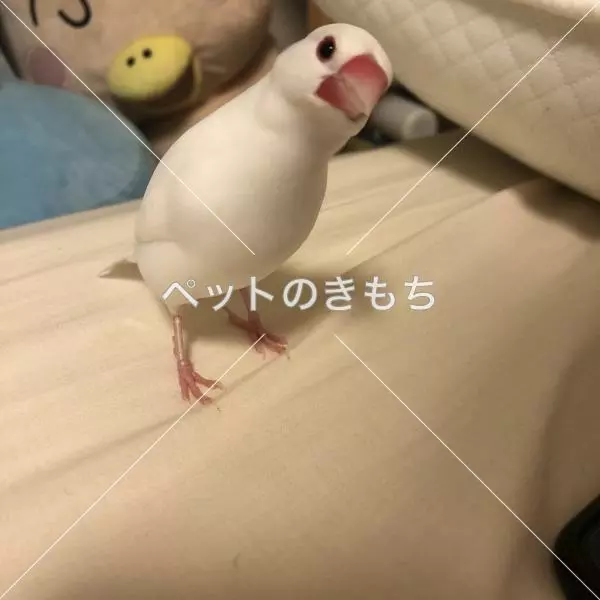迷子鳥の画像