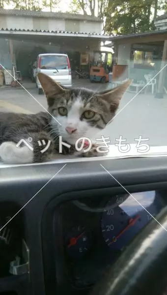 迷子猫の画像
