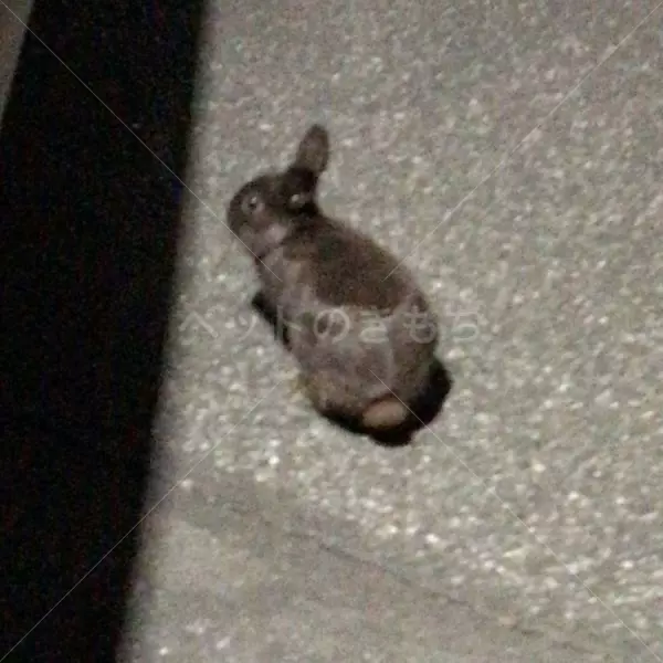 保護ペットの画像