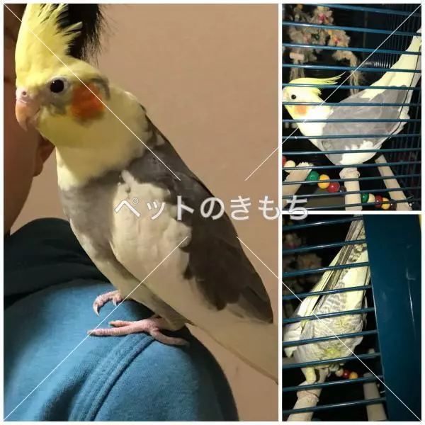 迷子鳥の画像
