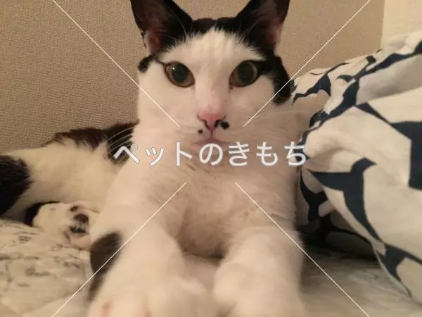 迷子猫の画像