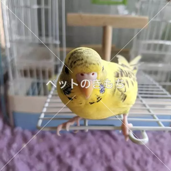 迷子鳥の画像