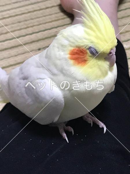 迷子鳥の画像