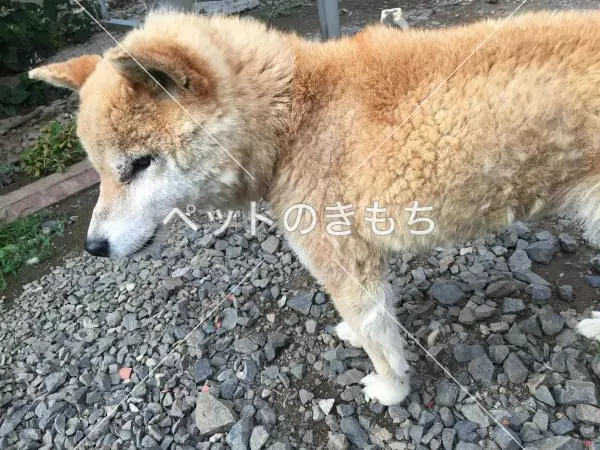 迷子犬の画像