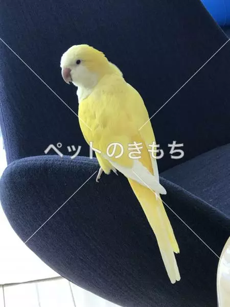 迷子鳥の画像