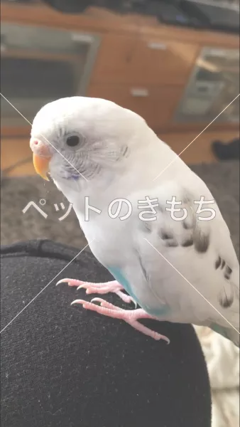 迷子鳥の画像