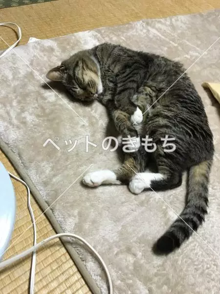 コメント投稿の画像