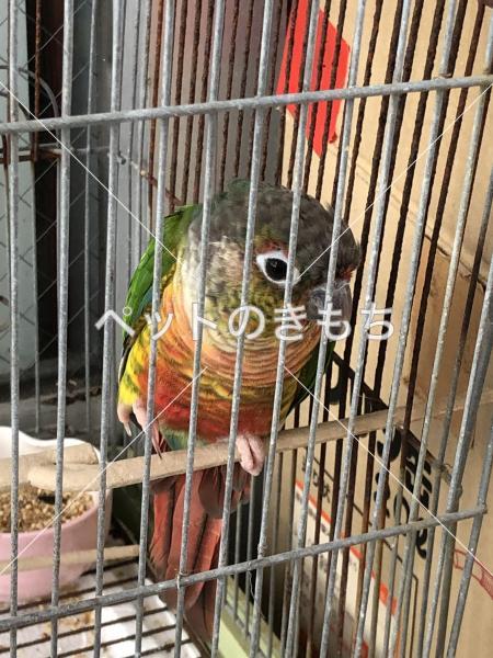 保護鳥の写真