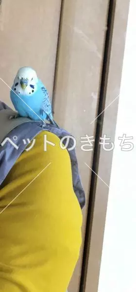 迷子鳥の画像