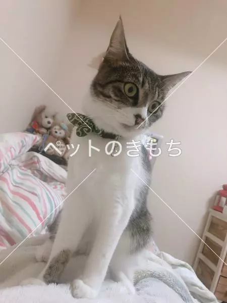 迷子猫の画像