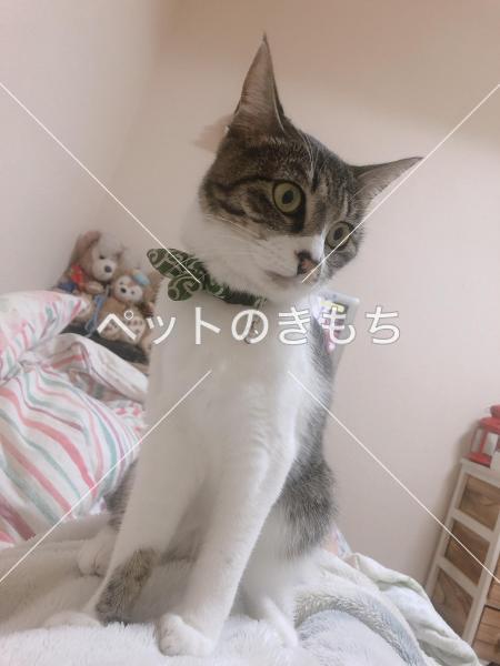 迷い猫の写真