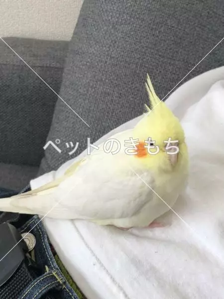 迷子鳥の画像
