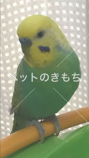 迷子鳥の画像