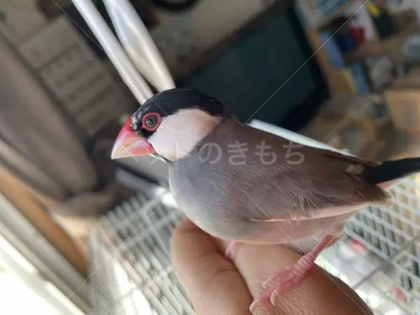 迷子鳥の画像