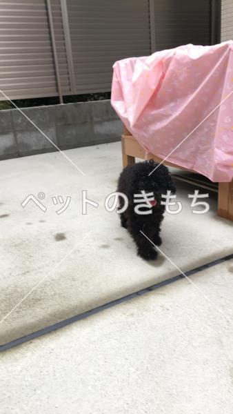 保護犬の写真