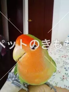 迷子鳥の画像