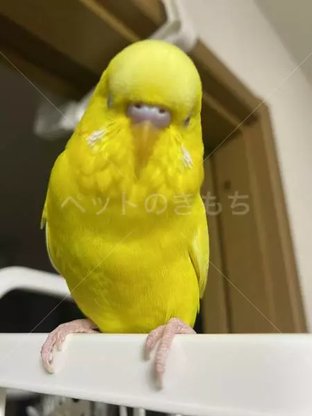 迷子鳥の画像
