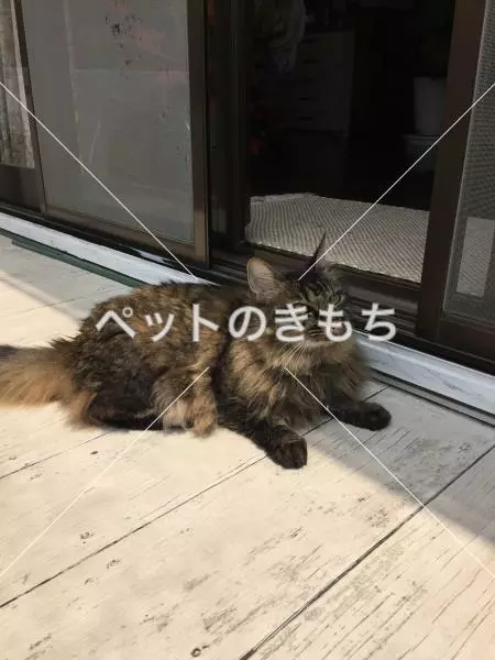 迷子猫の画像